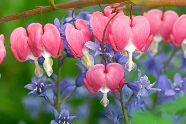 New England, New England garden, Best perennials, perennials for New England, Great perennials, Top perennials, Northeast region, Northeast garden, Best perennials for Northeast, perennials for Northeast, Shade perennials