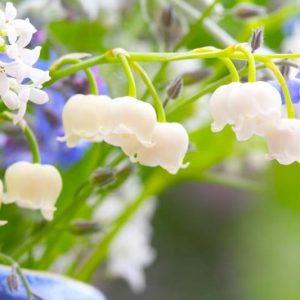 Pacific Northwest ,Pacific Northwest  states, Pacific Northwest  garden, Best Perennials, Pacific Northwest  Perennials, Great Perennials, Perennials for Pacific Northwest, Shade Perennials, Perennials for Shade