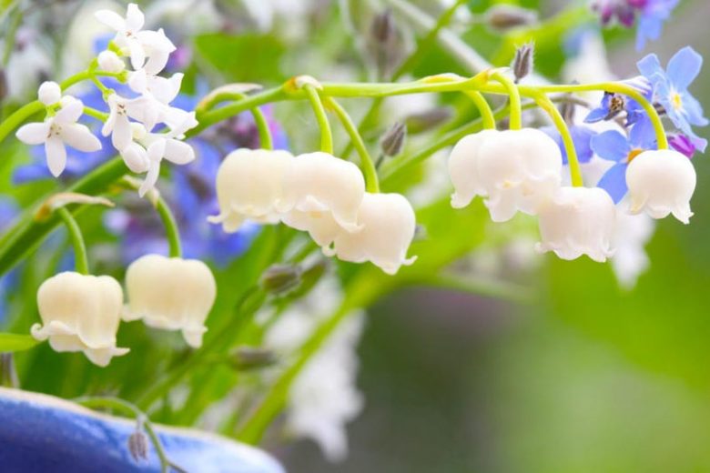 Pacific Northwest ,Pacific Northwest  states, Pacific Northwest  garden, Best Perennials, Pacific Northwest  Perennials, Great Perennials, Perennials for Pacific Northwest, Shade Perennials, Perennials for Shade