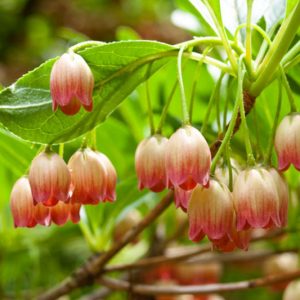 New England, New England garden, Best shrubs, shrubs for New England, Great shrubs, Top Shrubs, Northeast region, Northeast garden, Best shrubs for Northeast, shrubs for Northeast