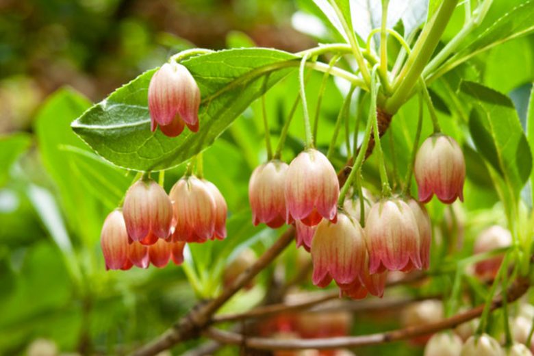 New England, New England garden, Best shrubs, shrubs for New England, Great shrubs, Top Shrubs, Northeast region, Northeast garden, Best shrubs for Northeast, shrubs for Northeast