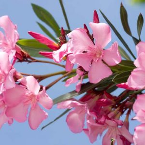 Mediterranean Garden Styles, Mediterranean Style, Mediterranean Plants, Mediterranean Shrubs, Mediterranean Garden Plants, Mediterranean Garden Design, Mediterranean Landscaping Ideas