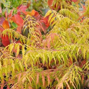 Mid-Atlantic, Mid-Atlantic garden, Best shrubs, shrubs for Mid-Atlantic, Great shrubs, Top Shrubs, Northeast region, Northeast garden, Best shrubs for Northeast, shrubs for Northeast