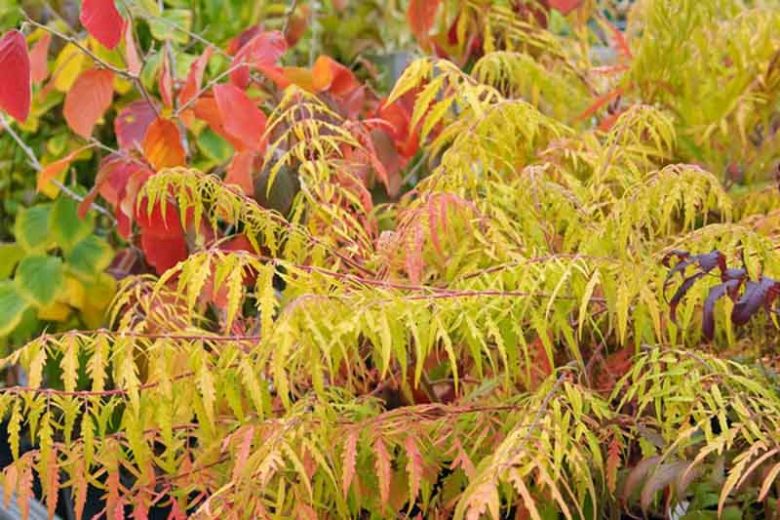 Mid-Atlantic, Mid-Atlantic garden, Best shrubs, shrubs for Mid-Atlantic, Great shrubs, Top Shrubs, Northeast region, Northeast garden, Best shrubs for Northeast, shrubs for Northeast
