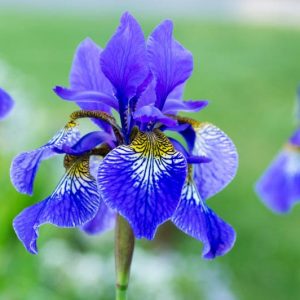 Best Siberian Iris, Best Iris Siberica, Siberian Iris best varieties, Iris Siberica best varieties, Bes Siberian flag, Dykes Medal, Morgan Award