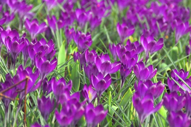 Alaska, Spring Bulbs for Alaska, Spring Flowers for Alaska,US Region Map, US Planting Map