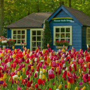 New England, Spring Bulbs for New England, Spring Flowers for New England, US Region Map, US Planting Map