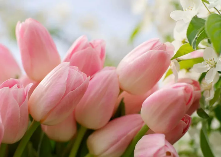 Appalachian Region, Spring Bulbs for Appalachian Region, Spring Flowers for Appalachian Region, US Region Map, US Planting Map