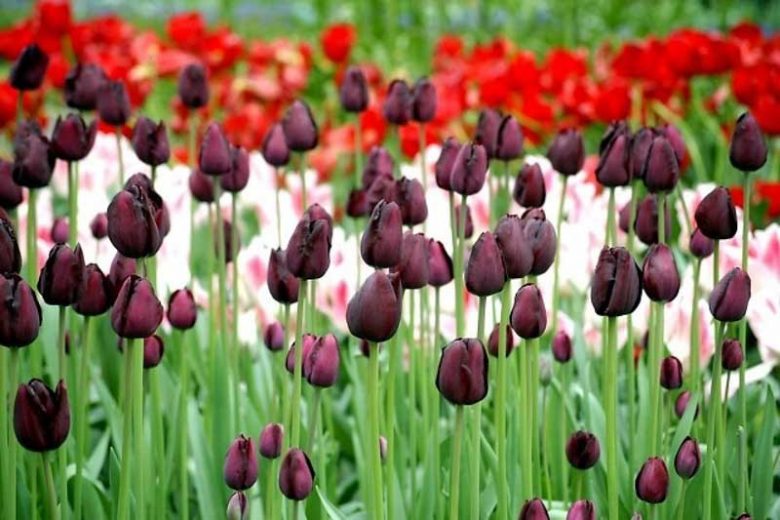 Arid West Region, Spring Bulbs for Arid West Region, Spring Flowers for Arid West Region, US Region Map, US Planting Map
