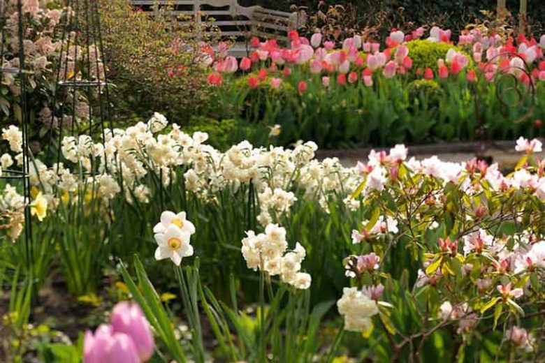 Central and Great Plains, Spring Bulbs for Central and Great Plains, Spring Flowers for Central and Great Plains,  Spring Bulbs for Great Plains, Spring Flowers for Great Plains, US Region Map, US Planting Map