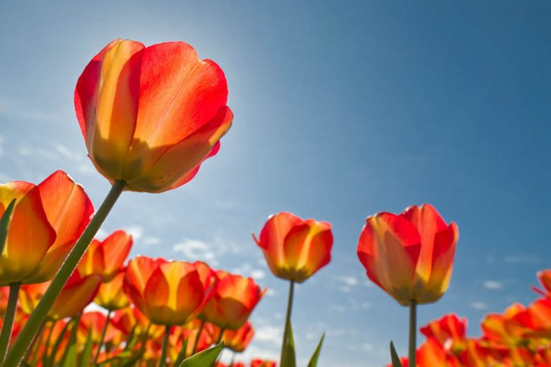 East Central Region, Spring Bulbs for  East Central Region, Spring Flowers for  East Central Region, US Region Map, US Planting Map