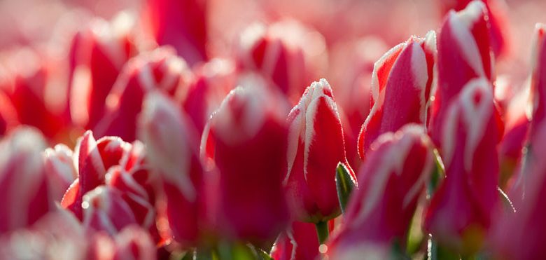 Great Lakes Region, Spring Bulbs for Great Lakes, Spring Flowers for Great Lakes, US Region Map, US Planting Map