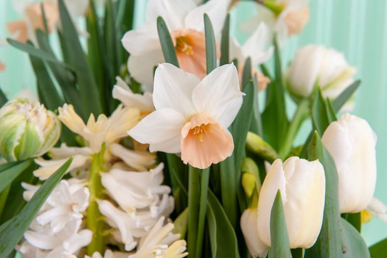 Gulf Coast Region, Spring Bulbs for Gulf Coast Region, Spring Flowers for Gulf Coast Region,US Region Map, US Planting Map