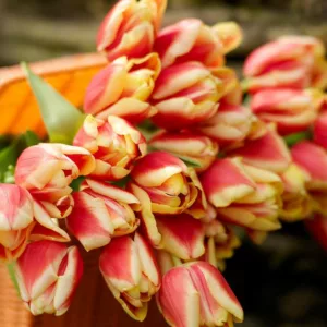 Mid-Atlantic Coastal Bulbs, Spring Bulbs for Mid-Atlantic Coastal, Spring Flowers for Mid-Atlantic Coastal, US Region Map, US Planting Map
