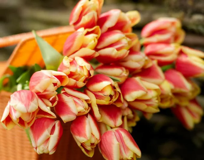 Mid-Atlantic Coastal Bulbs, Spring Bulbs for Mid-Atlantic Coastal, Spring Flowers for Mid-Atlantic Coastal, US Region Map, US Planting Map