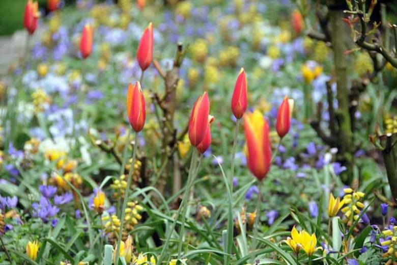Northern Central Region, Spring Bulbs for Northern Central Region, Spring Flowers for Northern Central Region,US Region Map, US Planting Map