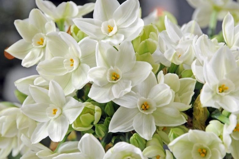 Southern Pacific Coast Region, Spring Bulbs for Southern Pacific Coast Region, Spring Flowers for Southern Pacific Coast Region,US Region Map, US Planting Map