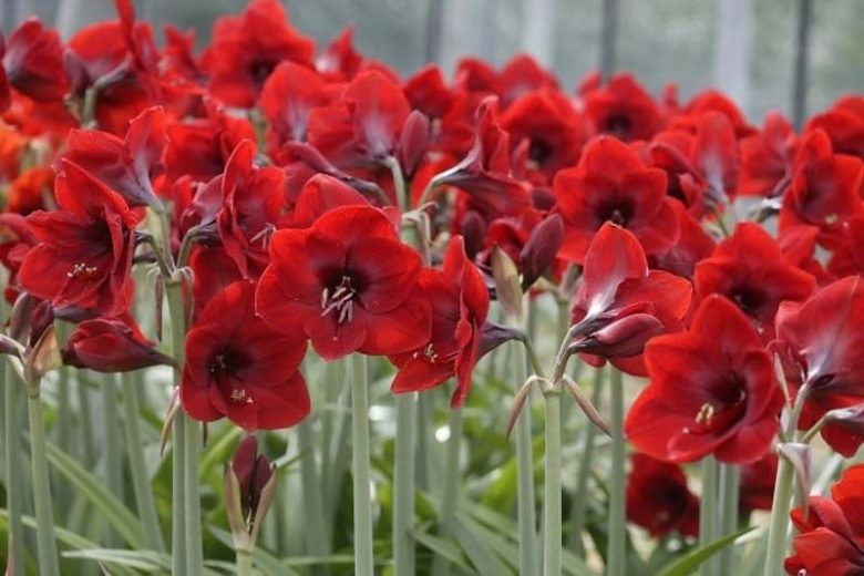Tropical Regions, Spring Bulbs for Tropical Regions, Spring Flowers for Tropical Regions,US Region Map, US Planting Map