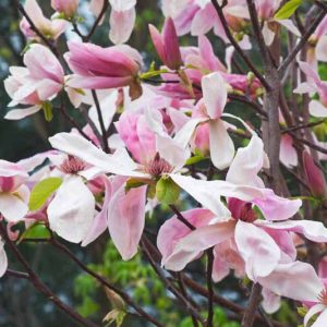 Mid-Atlantic, Mid-Atlantic garden, Best Trees,Trees for Mid-Atlantic, Great Trees, TopTrees, Mid-Atlantic region, Mid-Atlantic garden, Best shrubs for Mid-Atlantic, shrubs for Mid-Atlantic