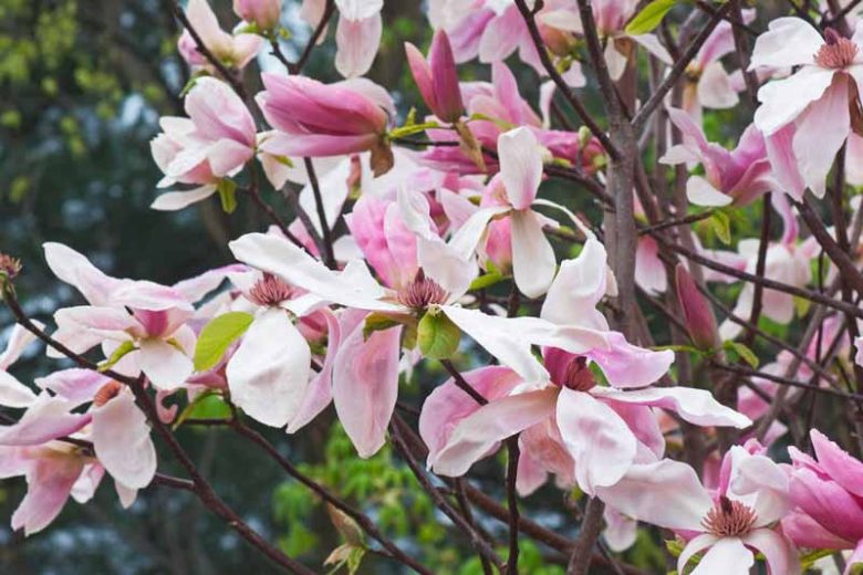Mid-Atlantic, Mid-Atlantic garden, Best Trees,Trees for Mid-Atlantic, Great Trees, TopTrees, Mid-Atlantic region, Mid-Atlantic garden, Best shrubs for Mid-Atlantic, shrubs for Mid-Atlantic