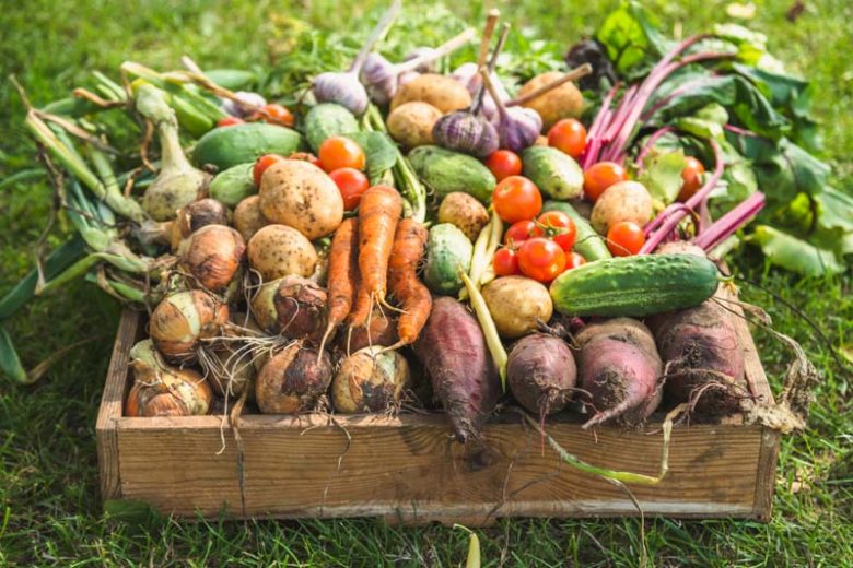 Carrot, Carrots, Companion Plants for Carrots, Companion Planting