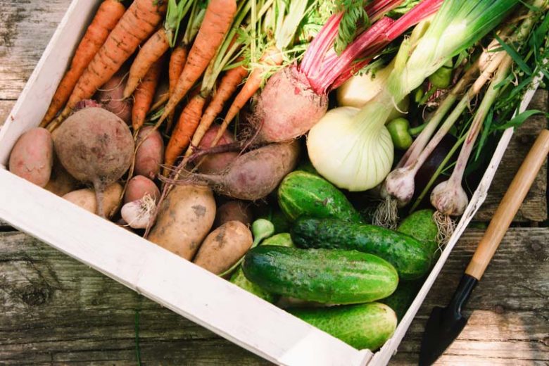 Cucumber,  Cucumbers, Companion Plants for  Cucumbers, Companion Planting