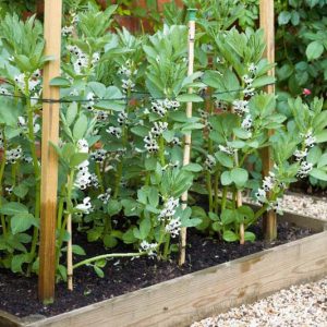 Broad Bean, Fava Bean, Faba Bean, Horse Bean,  Bell Bean, English Bean, Field Bean, Pidgeon Bean, Tick Bean, Windsor Bean.