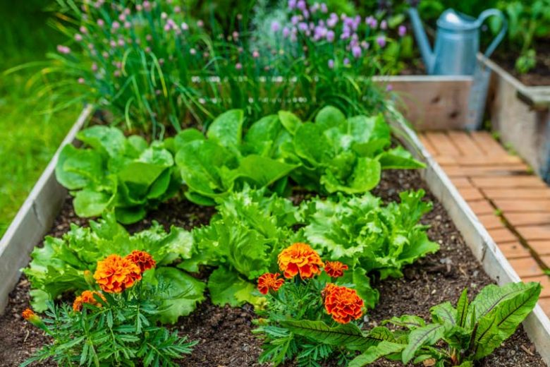 Lettuce,  Lettuces, Companion Plants for  Lettuce, Companion Planting