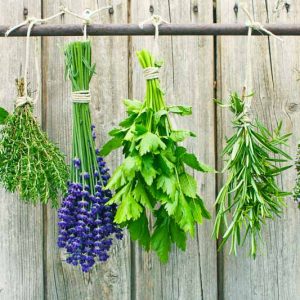 Rosemary, Planting Rosemary, Companion Planting, Companion Plants, Best Companion Plants, Bad Companion Plants, Rosmarinus officinalis, Salvia rosmarinus,