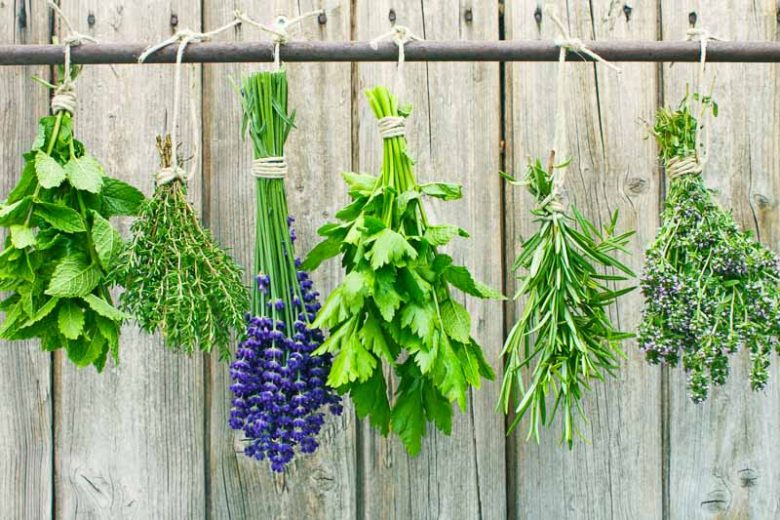 Rosemary, Planting Rosemary, Companion Planting, Companion Plants, Best Companion Plants, Bad Companion Plants, Rosmarinus officinalis, Salvia rosmarinus,