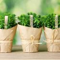 Thyme, Planting Thyme, Companion Planting, Companion Plants, Best Companion Plants, Bad Companion Plants, Thymus vulgaris, Garden Thyme