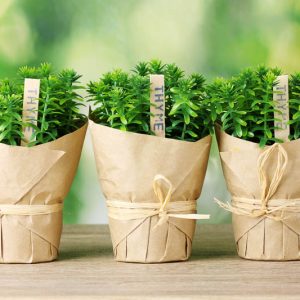 Thyme, Planting Thyme, Companion Planting, Companion Plants, Best Companion Plants, Bad Companion Plants, Thymus vulgaris, Garden Thyme