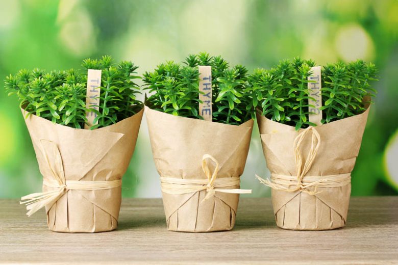 Thyme, Planting Thyme, Companion Planting, Companion Plants, Best Companion Plants, Bad Companion Plants, Thymus vulgaris, Garden Thyme