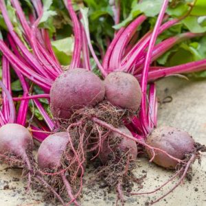 Beta vulgaris, Beet, Beetroot, Beetroots, Beets, Garden Beet, Garden Beets, Red Beet, Roman Kale, Sugar Beet, Swiss Chard, Beet SpinachBeet Spinaches, Chard, Chards, Leaf Beet, Leaf Beets, Perpetual Spinach, Perpetual Spinaches, Silver Beet, Silver Beets