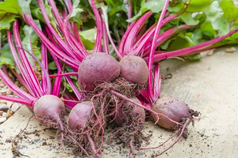 Beta vulgaris, Beet, Beetroot, Beetroots, Beets, Garden Beet, Garden Beets, Red Beet, Roman Kale, Sugar Beet, Swiss Chard, Beet SpinachBeet Spinaches, Chard, Chards, Leaf Beet, Leaf Beets, Perpetual Spinach, Perpetual Spinaches, Silver Beet, Silver Beets