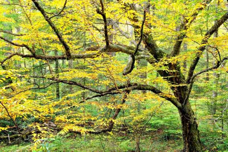 Betula alleghaniensis, Yellow Birch, Gray Birch, Swamp Birch, Silver Birch,, Betula lutea, Tree with fall color, Fall color, Attractive bark Tree