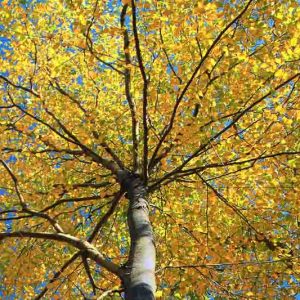 Betula lenta, Sweet Birch, Cherry Birch, Black Birch, Mahogany Birch, Tree with fall color, Fall color, Attractive bark Tree