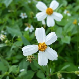 Bidens alba, Smooth Beggartick, Common Beggarticks, Shepherd's Needles, Spanish Needles, Butterfly Needles, Hairy Beggarticks, Romerillo