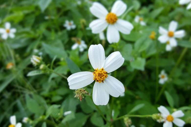 Bidens alba, Smooth Beggartick, Common Beggarticks, Shepherd's Needles, Spanish Needles, Butterfly Needles, Hairy Beggarticks, Romerillo
