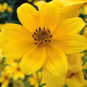 Bidens aristosa, Bearded Beggarticks, Tickseed Sunflower, Bur Marigold, Long-Bracted Beggarticks, Long-Bracted Tickseed Sunflower, Swamp Marigold, Tick Seed, Tickseed Beggarticks, Tickseed Sunflower, Western Tickseed, Yankee Lice,