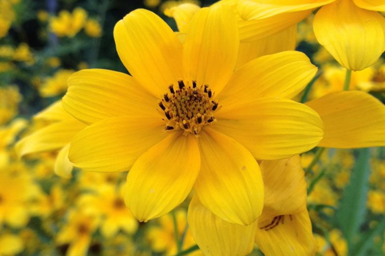 Bidens aristosa, Bearded Beggarticks, Tickseed Sunflower, Bur Marigold, Long-Bracted Beggarticks, Long-Bracted Tickseed Sunflower, Swamp Marigold, Tick Seed, Tickseed Beggarticks, Tickseed Sunflower, Western Tickseed, Yankee Lice,