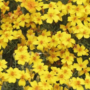 Bidens ferulifolia, Apache Beggarticks, Fern-Leaved Beggarticks, Coreopsis ferulifolia, Bidens procera, Drought tolerant plants, dry soil plants, heat tolerant plants, humidity tolerant plants, yellow flowers