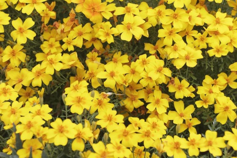 Bidens ferulifolia, Apache Beggarticks, Fern-Leaved Beggarticks, Coreopsis ferulifolia, Bidens procera, Drought tolerant plants, dry soil plants, heat tolerant plants, humidity tolerant plants, yellow flowers