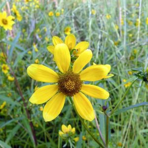 Bidens laevis, Smooth Beggartick, Smooth Bidens, Smooth Bur Marigold, Larger Bur Marigold, Bidens elegans, Bidens nashii, Helianthus laevis,