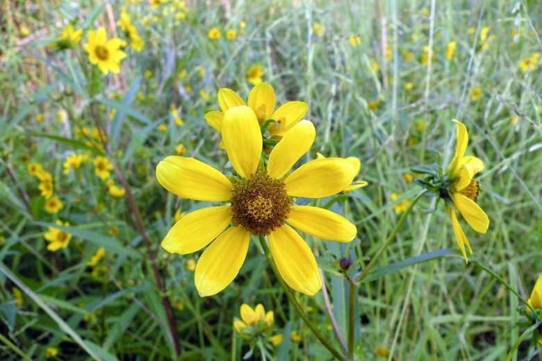 Bidens laevis, Smooth Beggartick, Smooth Bidens, Smooth Bur Marigold, Larger Bur Marigold, Bidens elegans, Bidens nashii, Helianthus laevis,