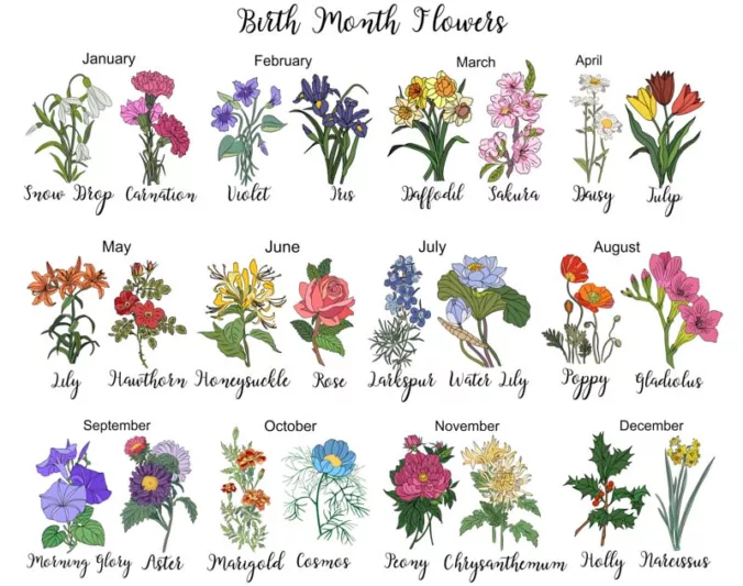 Birth Flowers, Birth Month Flowers, Birth Flower, Month Birth Flower, May Birth Flower, June Birth Flower, July Birth Flower
