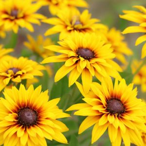 Black-Eyed Susan, Rudbeckia, Rudbeckia hirta, Rudbeckia fulgida, Rudbeckia subtomentosa