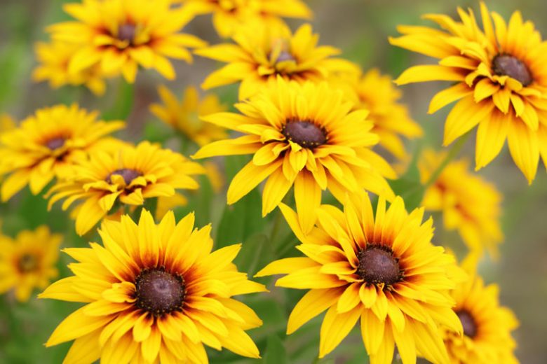 Black-Eyed Susan, Rudbeckia, Rudbeckia hirta, Rudbeckia fulgida, Rudbeckia subtomentosa