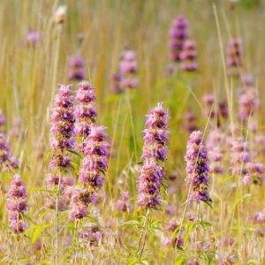 Blephilia ciliata, Downy Pagoda-plant, Sunny Woodmint, Ohio Horsemint, Purple flowers,