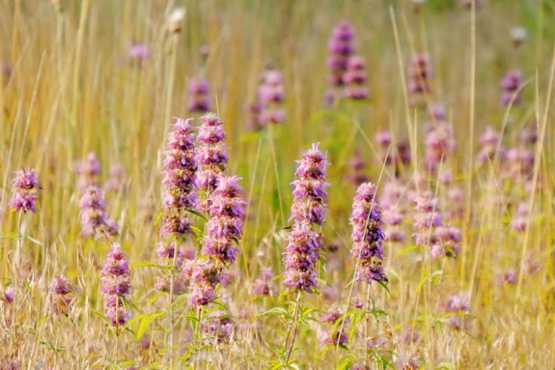 Blephilia ciliata, Downy Pagoda-plant, Sunny Woodmint, Ohio Horsemint, Purple flowers,